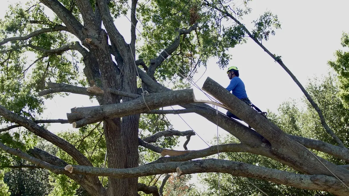 Professional Crown Thinning performed by certified arborists in Plumerville
